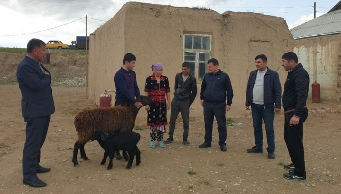 Havotog' QFYda ehtiyojmand oilalarga 20 bosh qo'y tarqatildi